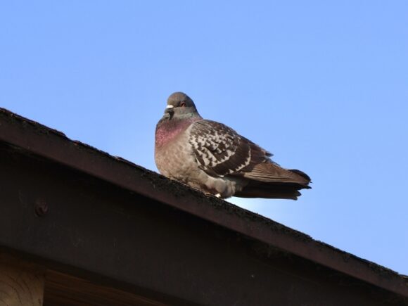 コラム：鳩
