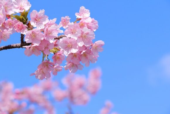 コラム:桜 🌸